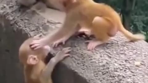 Little monkey helps his brother climb up the wall