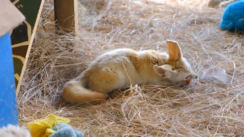 Fox puppy eats carrots - man & camera