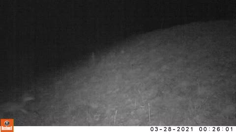 Trail cam video of Coyote 2021