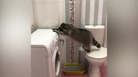 The clumsy raccoon tries to jump on the washing machine