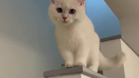 Cutest cat laugh ever!