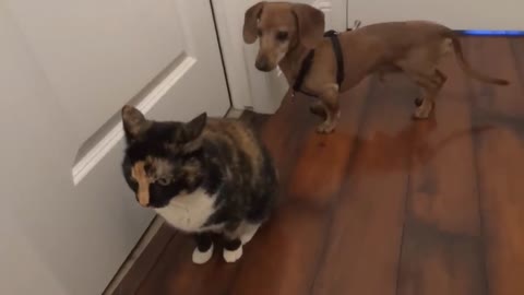 Dear Dachshund desperately wants to befriend a kitty cat.