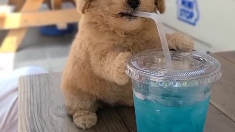 GOLDEN RETRIVER PUPPY drink juice with straw