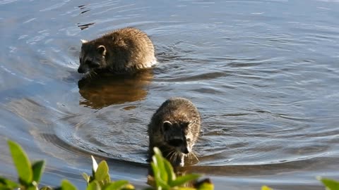 Raccoons Battling It Out In The River One Morning #NatureInYourFace