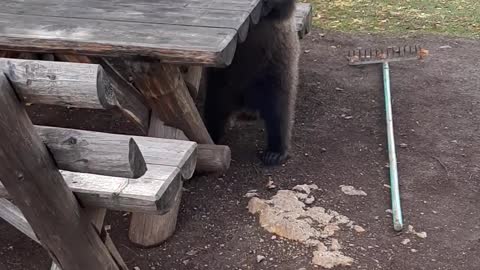 Bear Boogies on Park Bench