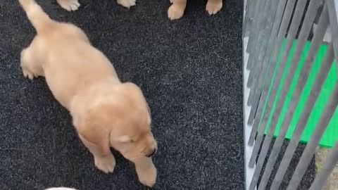 Puppy’s first time playing outside