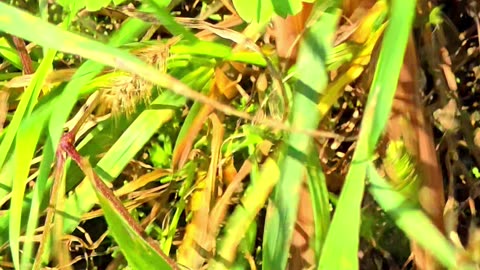 Frog jumps in slow motion. Animals in slow motion