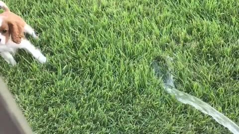 Brown dog experiencing water hose for the first time