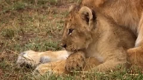 A Day in the Life of a Lion Cub | Little Big Cat | BBC Earth