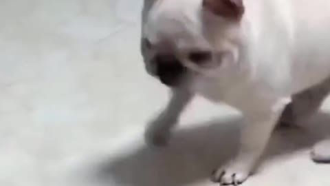 Funny French Bulldog and Toy