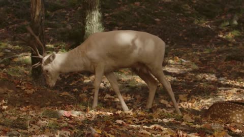 Albino Deer In Autumn Forest