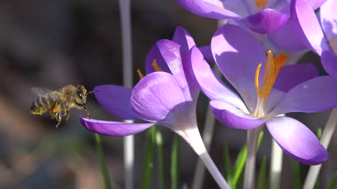 Crocus - 22865