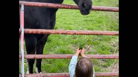 Adorable Girl Feeds Horse