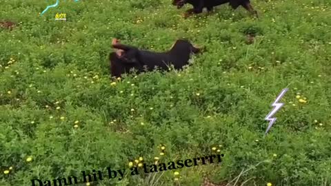 Funny rottweiler video