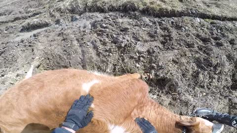 Dirt Bike Rider Helps a Cow Stuck Badly in Mud