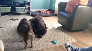 Dog fight two