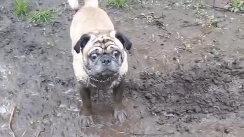 My pug having a blast!