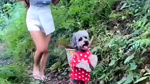 This toad dog is wearing a floral dress