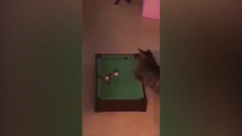 Cat playing billard