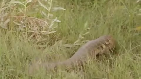 Leopard_vs_Monitor_Lizard_Real_Fight_|_Hungry_Leopard_Hunt_Lizard_But_Fail_|_Most_Amazing_Attack