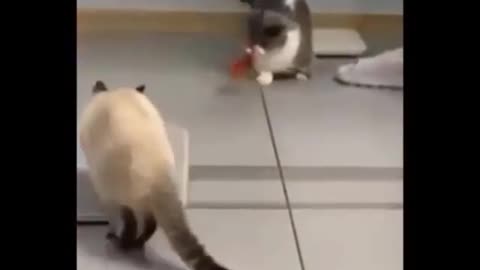 Funny cats video