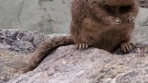 Chunky Squirrel Chows Down