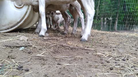 Ram milking ram. They're all rams.