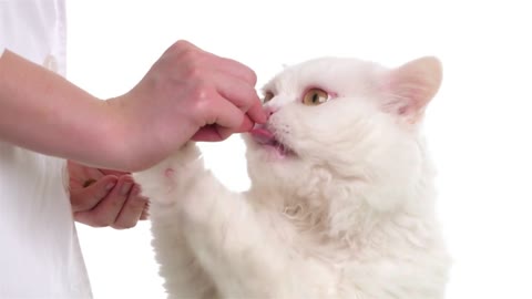 Feeding of a cat by vet on white background