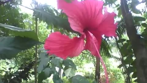 Beautiful red hibiscus flower is found in the middle of the forest in the park [Nature & Animals]