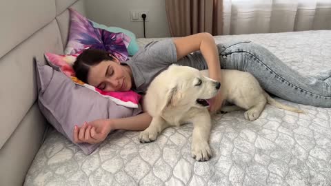 Golden Retriever Puppy Wakes up his Human Mom for a Hug