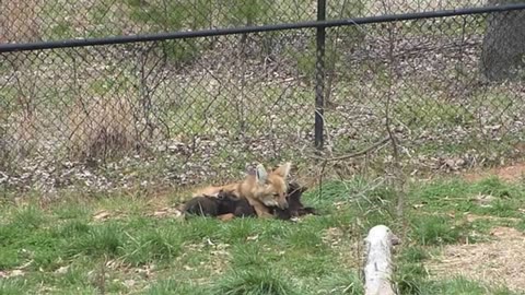 Maned Wolf Pups 2011 43 days old