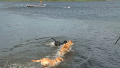 Dogs Swim After Stick