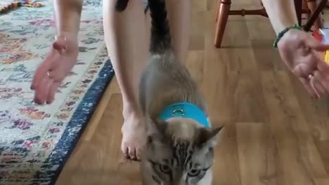 Cat harness training be like😂