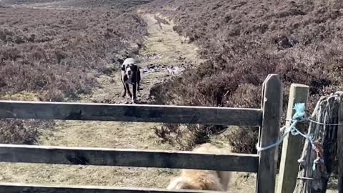 One Dog Hops While the Other Dog Stops