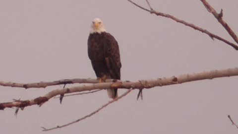 257 Toussaint Wildlife - Oak Harbor Ohio - Eagle Decides It Likes The Spot Light