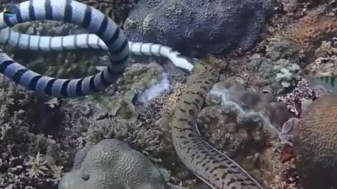 Moray Eel vs Sea Snake Epic Battle moray Eel Hunting skills