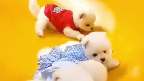 cute puppies sliding