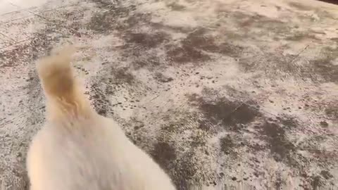 Two month old Golden Retriever Playing