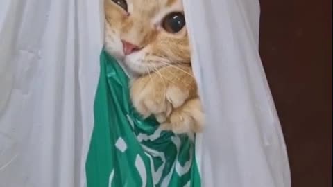 cat in the bag 🤣🐈🤣