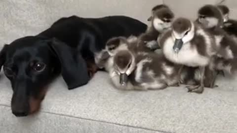 Cute Puppy with with ducklings | Dachshund