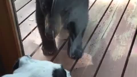 Dog Meets Bear at Glass Door