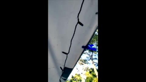 bird walking on tent