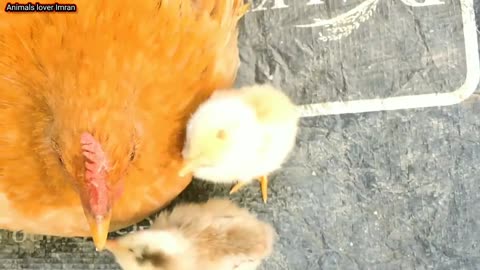 Hen harvesting eggs to chicks - hen hatching eggs - hen leying an egg