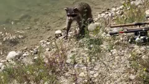 Looking for fish on the shore line