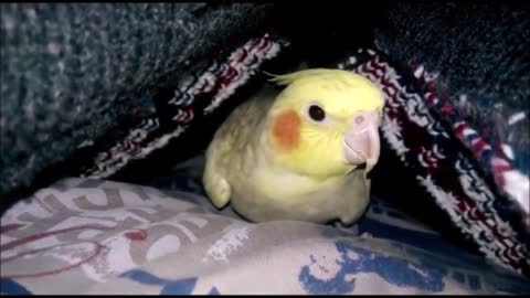 How to make your cockatiel happy #3