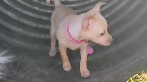 Miley tried out the tunnel at the dog park