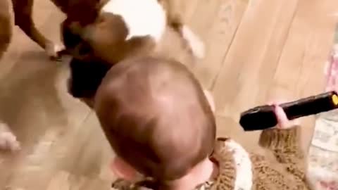 Dogs and babies playing are the best! Will make your day!