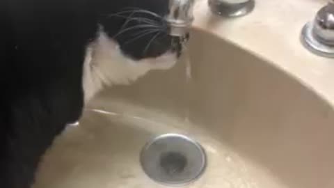 My cat was thirsty