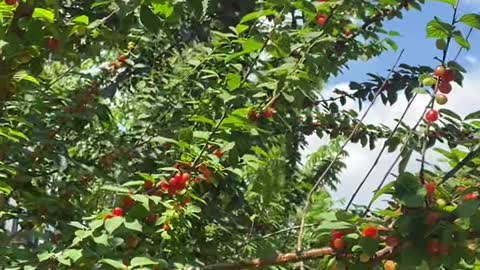 green tree safflower