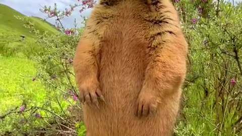 Cute Wild animal bobak marmot